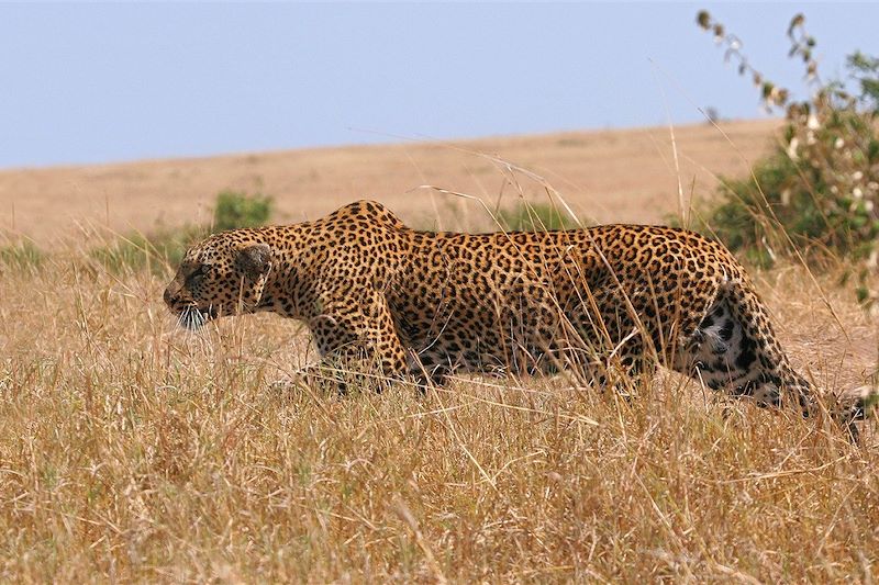 Réserve du Masai Mara - Kenya