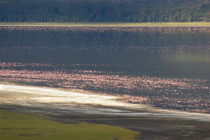 Flamands roses sur le lac Nakuru - Kenya
