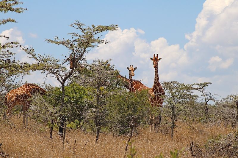 Safari en lodge entre filles !