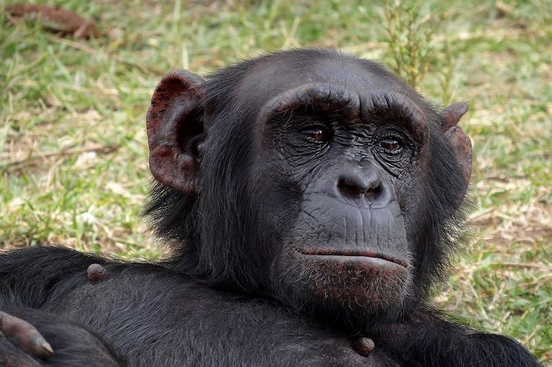 Singe - Ol Pejeta Conservancy - Laikipia - Kenya