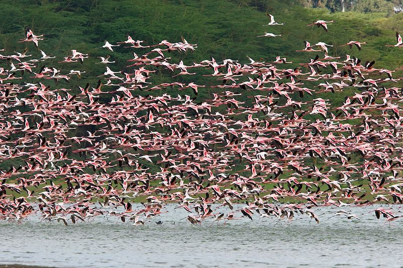 Grands flamants au lac Naivasha - Kenya