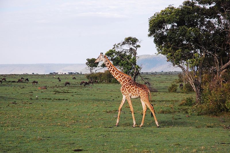 Safari en lodge entre filles !