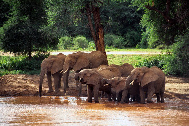 Samburu - Kenya