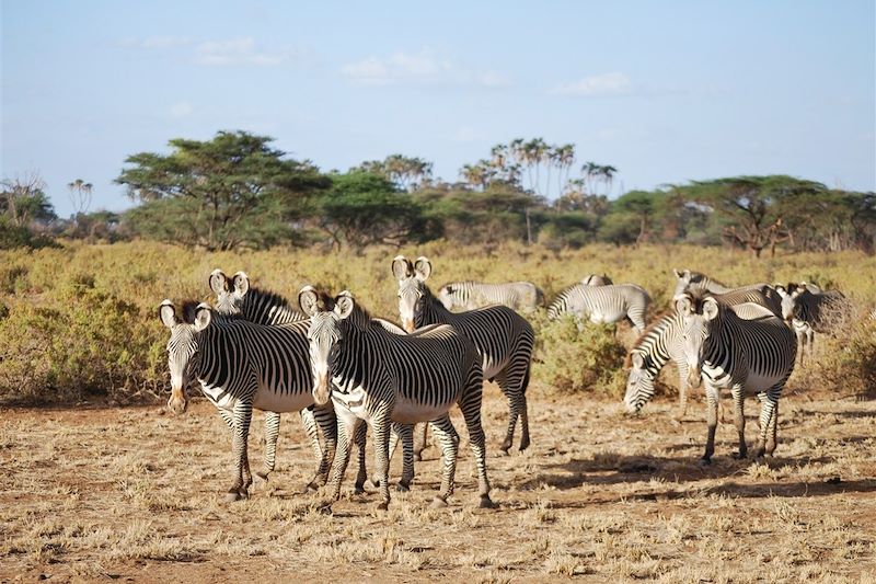 Zèbres dans la réserve nationale de Samburu - Kenya