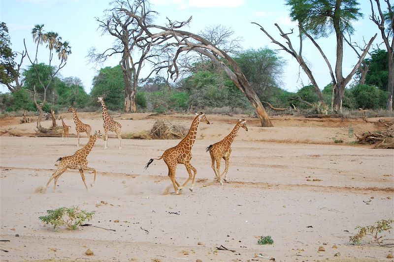 Girafes dans la réserve nationale de Samburu - Kenya