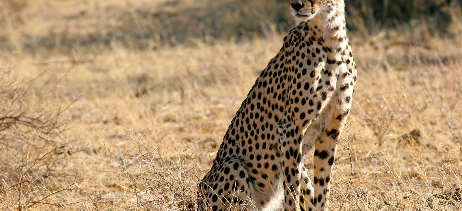 Image Mont Kenya : 2ème sommet d'Afrique