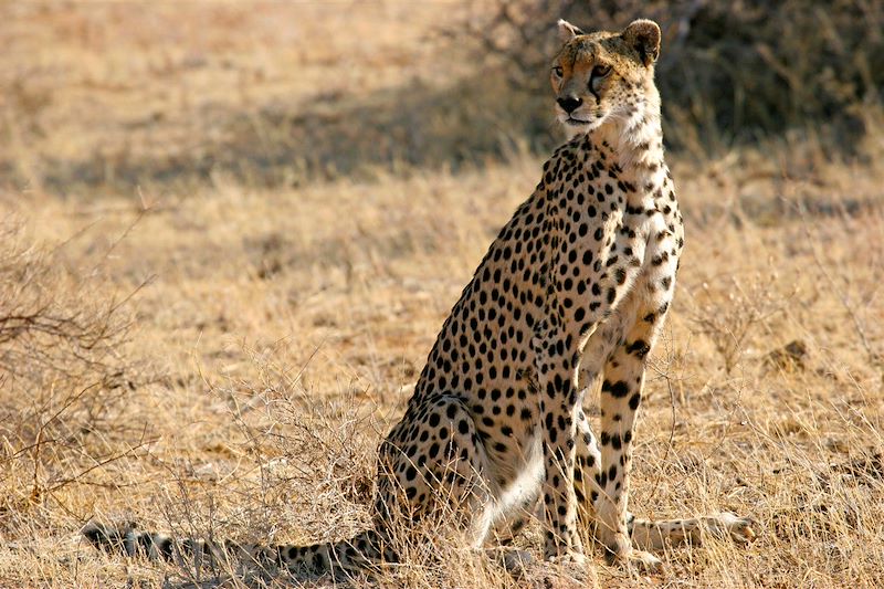 Guépard - Réserve Nationale de Samburu - Kenya