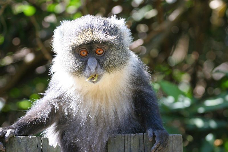 Singe - Mont Kenya - Kenya