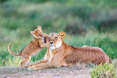 Safari intégral Kenya & Tanzanie + Zanzibar ! 4