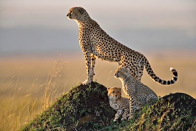 voyage Safari intégral Kenya & Tanzanie + Zanzibar !