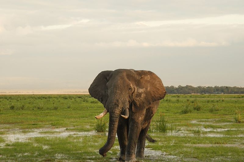 Éléphant dans le parc national d'Amboseli - Kenya