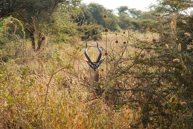 Antilope dans le parc national d'Amboseli - Kenya