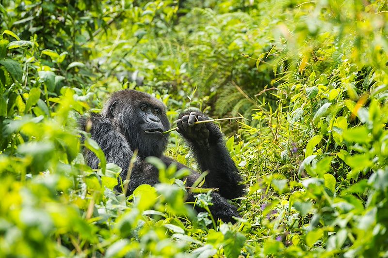 Safaris au Kenya et trek gorilles en Ouganda, du Masai Mara à Amboseli en passant par le Lac Naivasha, en 4x4