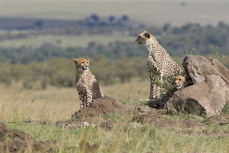 Réserve du Masai Mara - Kenya