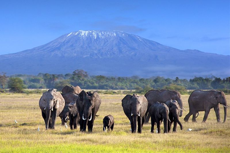 Safaris kenyans de la savane à l'océan