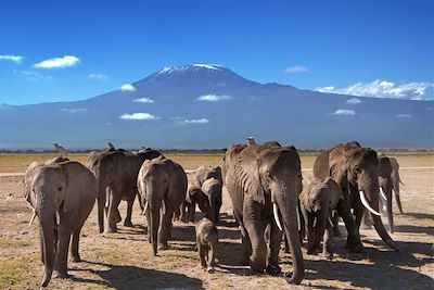 voyage Safaris kenyans entre savane et océan