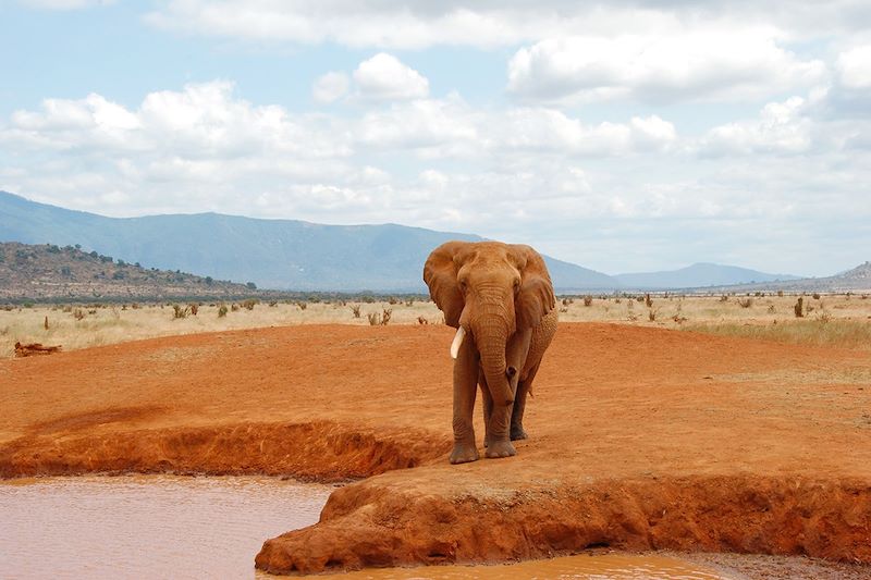 Éléphant dans le parc national de Tsavo Est - Kenya 