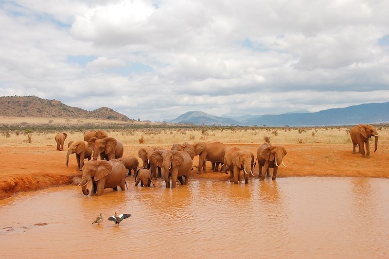 ÉLéphants dans le parc national de Tsavo Est - Kenya