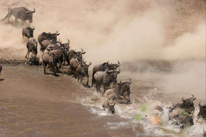 Safari privatisé de Masai Mara au lac Naivasha, avec en chemin la découverte du massif des Aberdares et du sanctuaire d’Ol Pejeta.