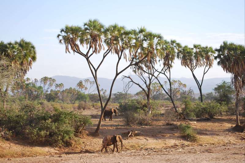 Elephants dans la réserve nationale de Samburu - Kenya