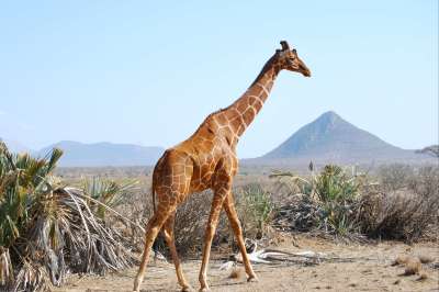 voyage Safari des grands parcs kenyans