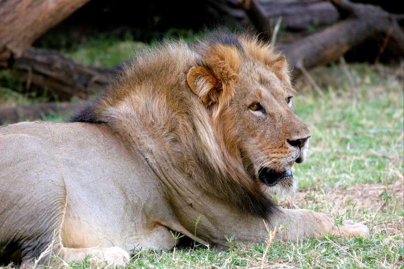 Safari des grands parcs kenyans