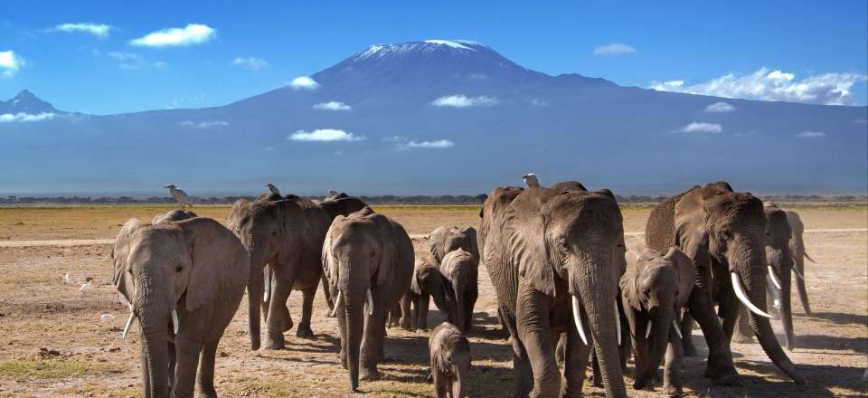 Safari 4x4 du mythique parc du Masai Mara à Amboseli sans oublier les lacs Nakuru et Naivasha, Taita Hills, Diani et ses plages...