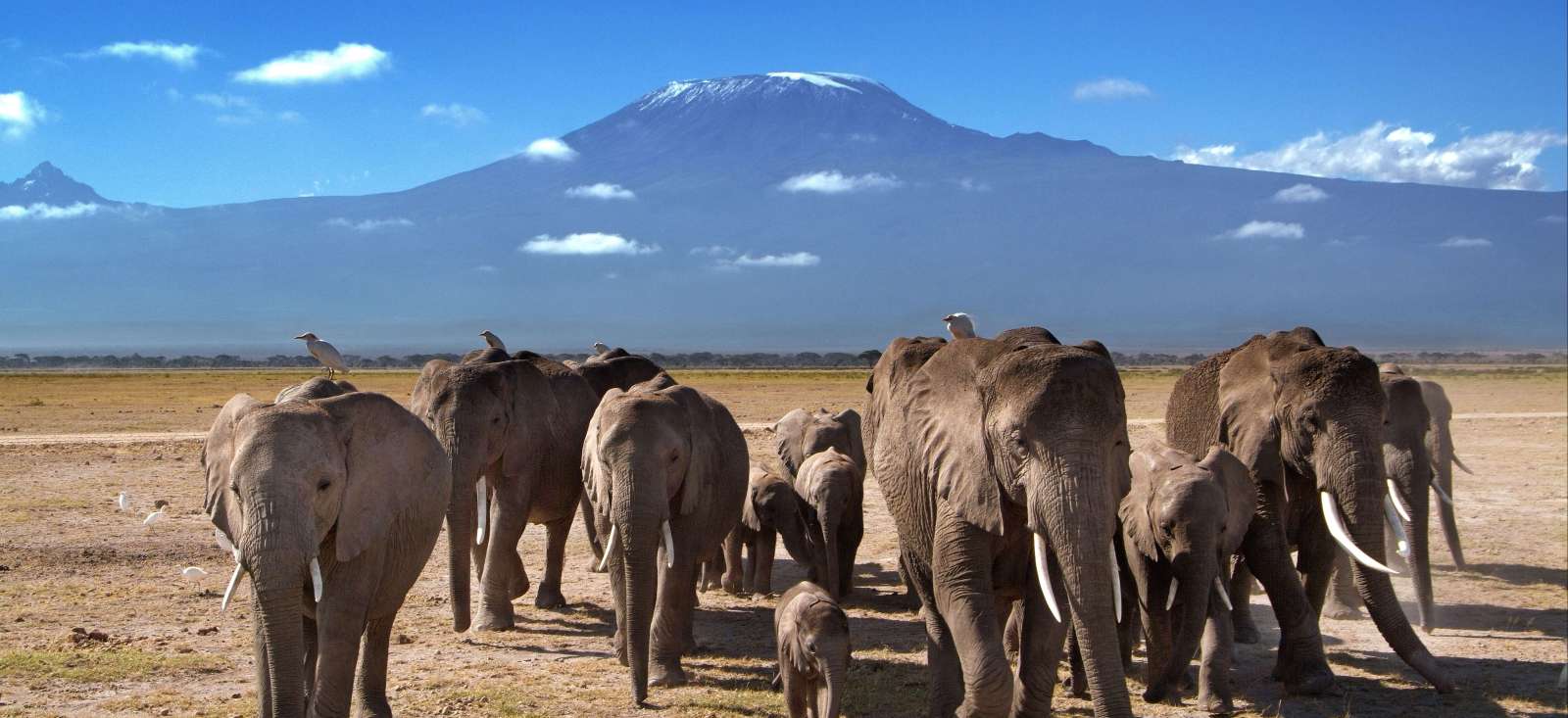 Safari - Du Masai Mara à l\'océan Indien