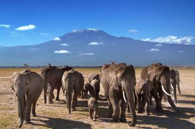 voyage Du Masai Mara à l'océan Indien