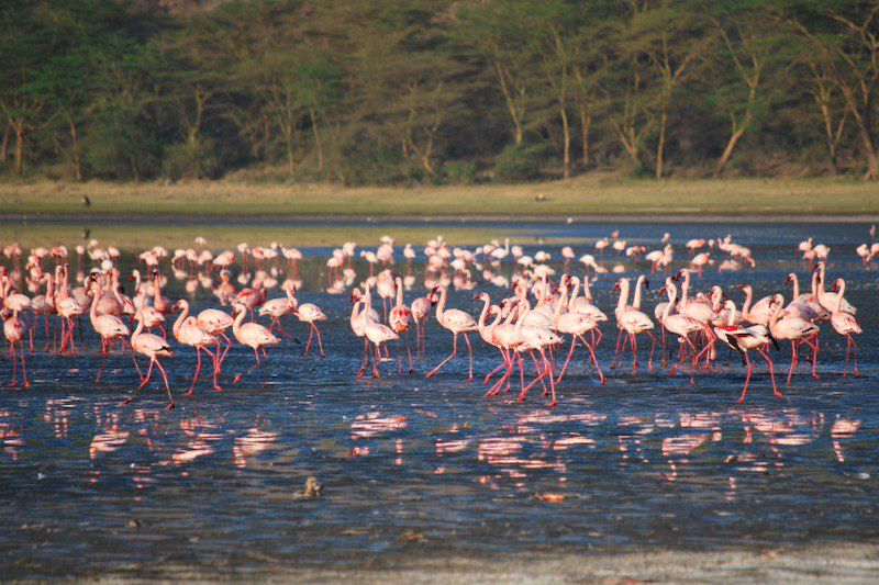 Lac Nakuru - Kenya