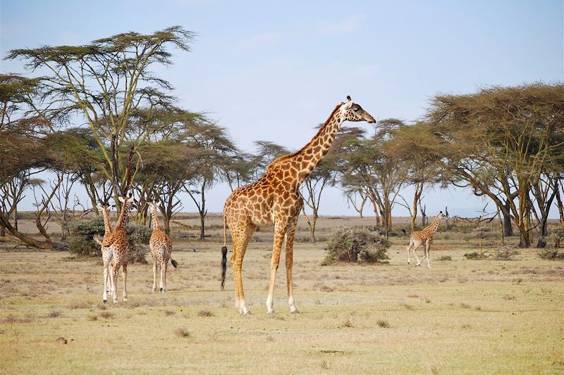Réserve naturelle de la presqu'île de Crescent island - Kenya