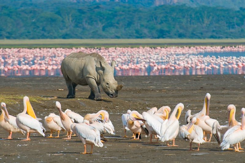 Lac Nakuru - Kenya