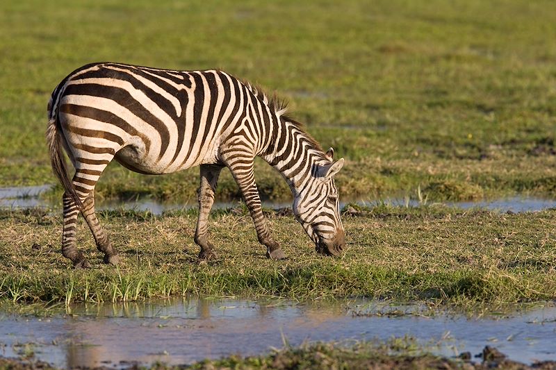 Zèbre dans le parc national d'Amboseli - Kenya