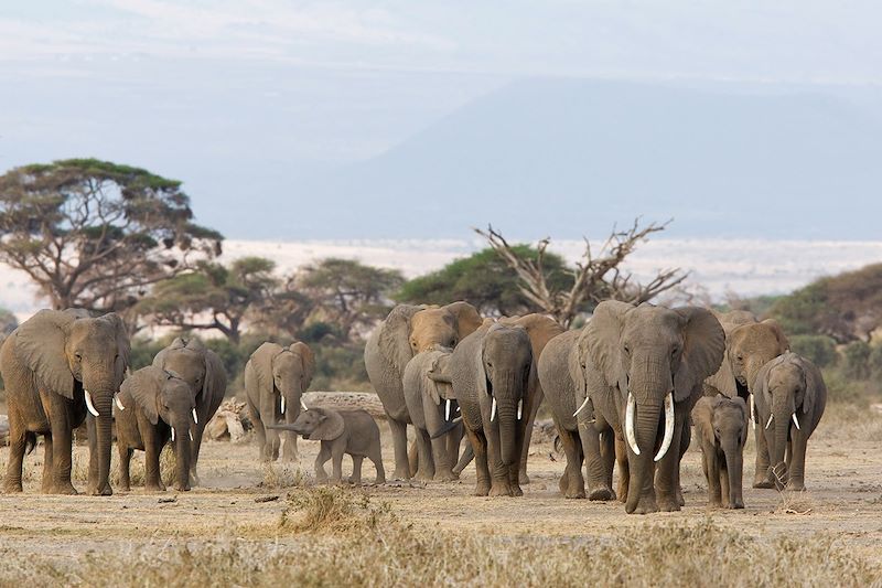 Éléphants dans le parc national d'Amboseli - Kenya