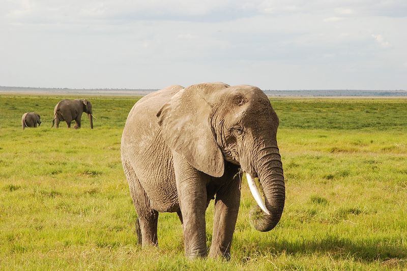 Elephants dans le parc national d'Amboseli - Kenya