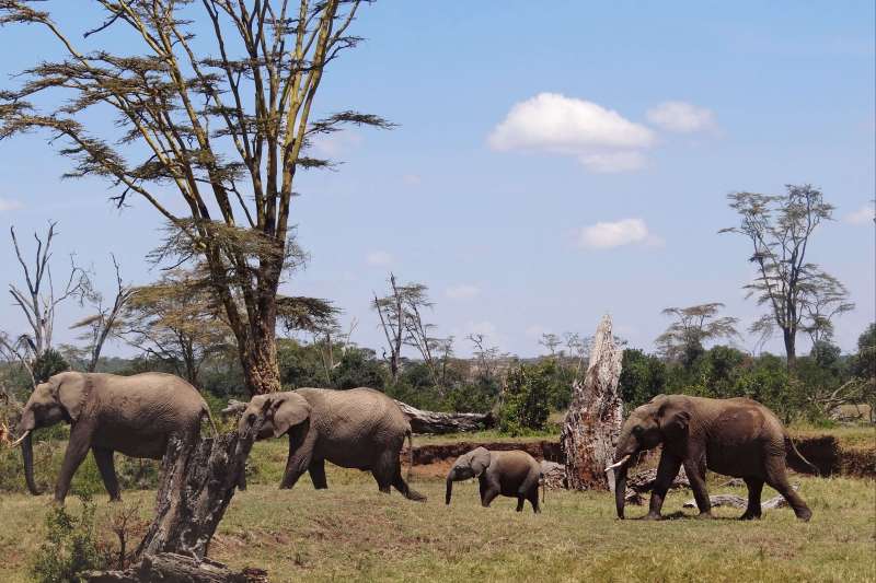 Un grand safari à travers les plus belles réserves kényanes, Amboseli, Ol Pejeta, Samburu, Naivasha, Nakuru, et le Masai Mara 