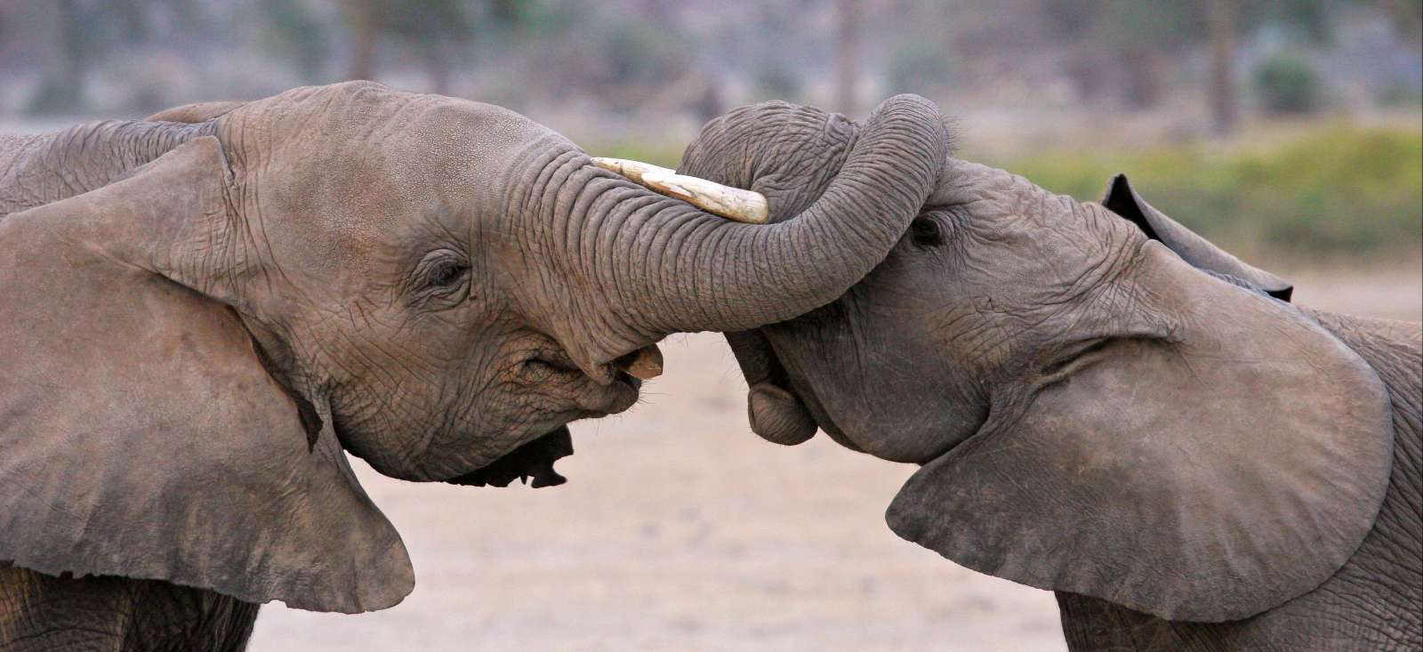 Safari - Safari des aventuriers en culottes courtes