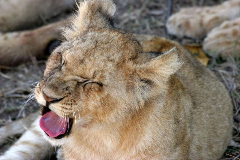 Lions dans la réserve nationale du Masai Mara - Kenya