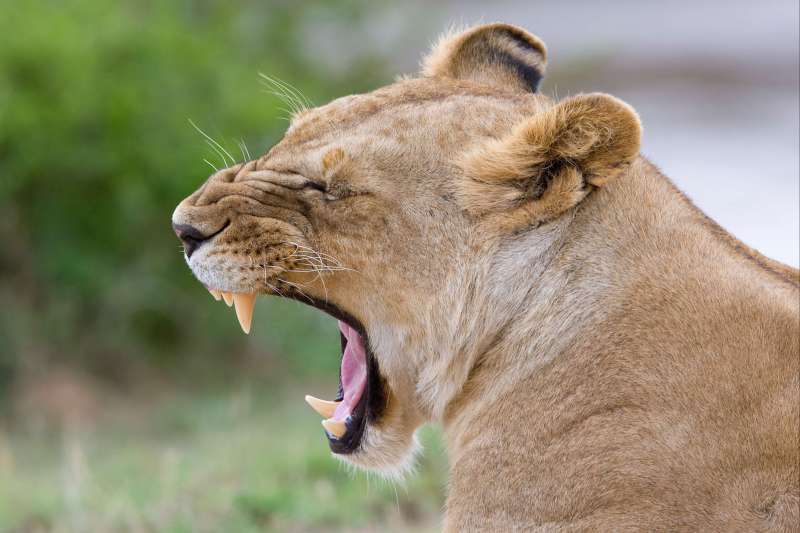 Lion dans la réserve nationale du Masai Mara - Kenya
