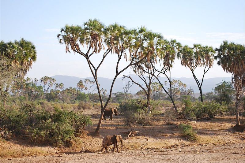 Elephants dans la réserve nationale de Samburu - Kenya