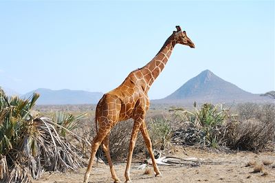 voyage Safari des grands parcs kenyans