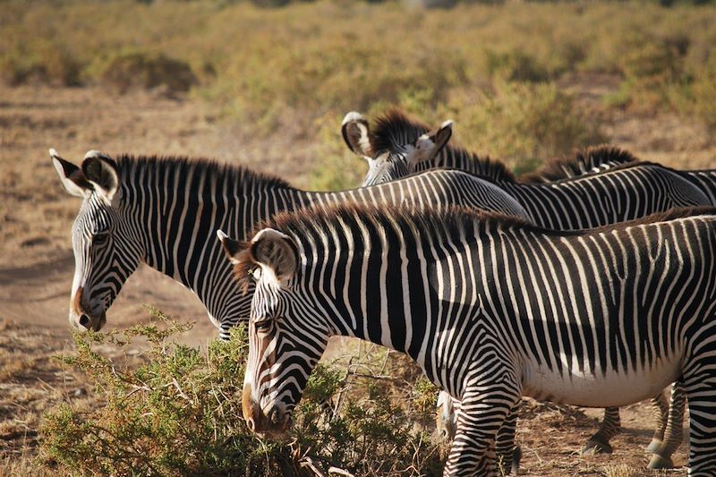 Zèbres dans la réserve nationale de Samburu - Kenya