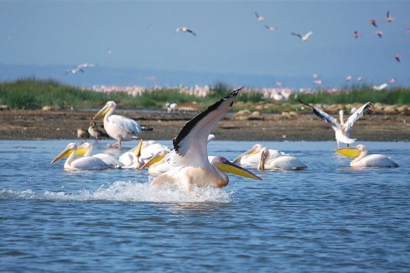 Pélicans sur le lac Nakuru - Kenya