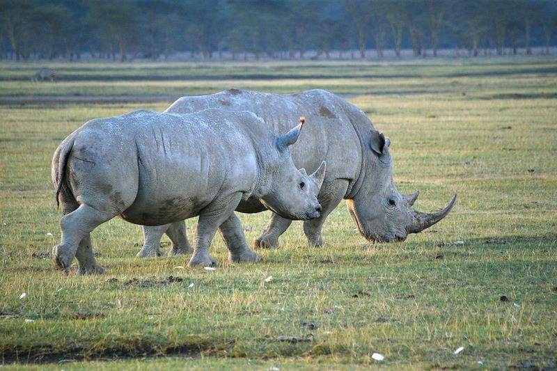 Rhinocéros - Lac Nakuru - Kenya
