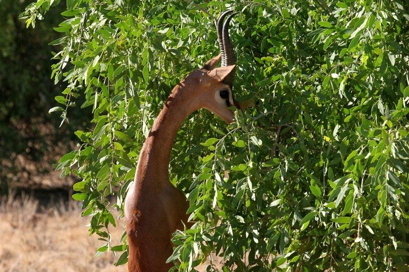 Gazelle - Réserve nationale de Samburu - Kenya
