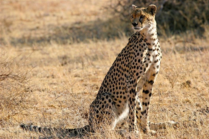 Guépard - Réserve Nationale de Samburu - Kenya