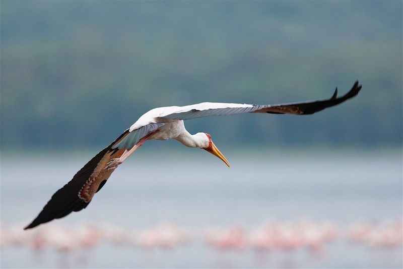 Cigogne - Lac Nakuru - Kenya