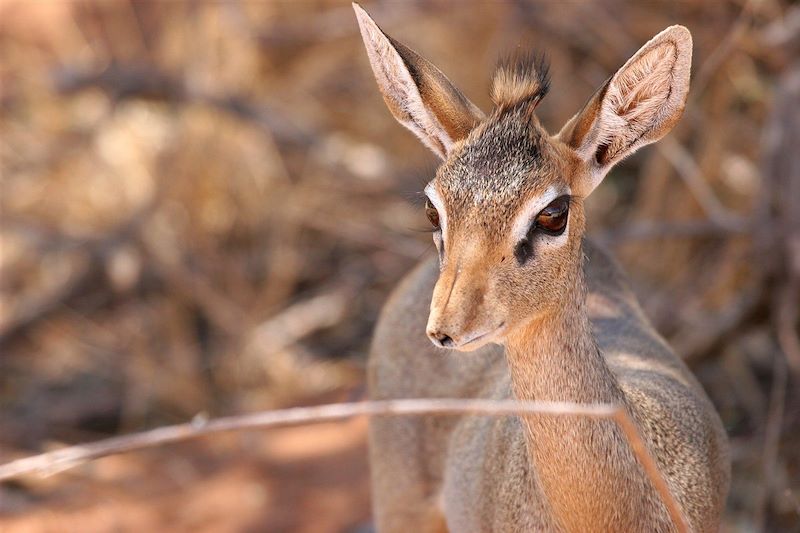 Safari des grands parcs kenyans
