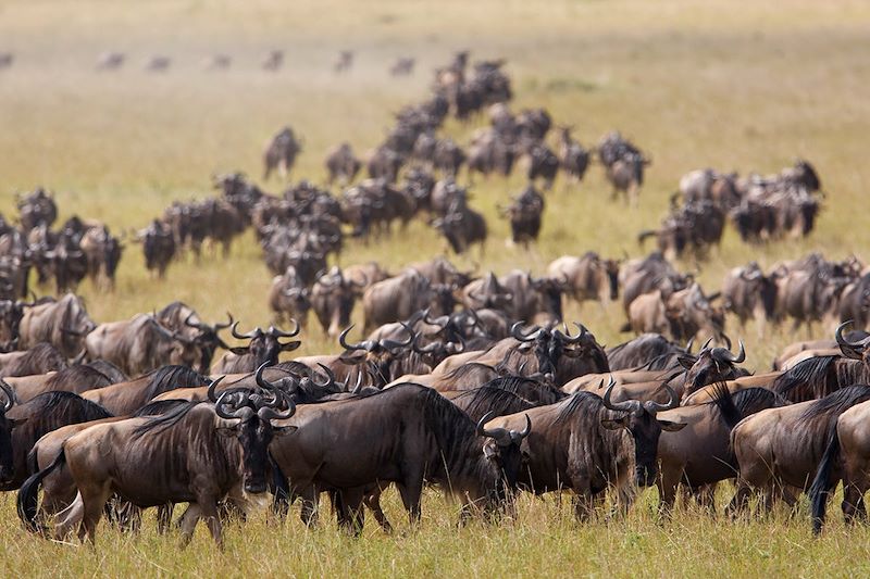 Migration des gnous dans la réserve nationale du Masai Mara - Kenya