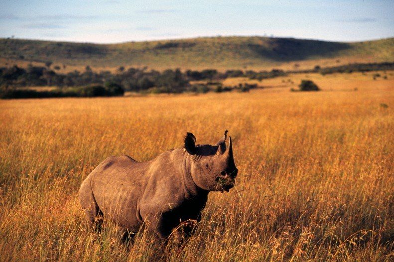 Réserve du Massai Mara -  Kenya